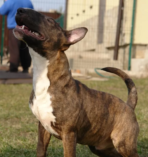 подрощенный щенок-кобель миниатюрного бультерьера 3