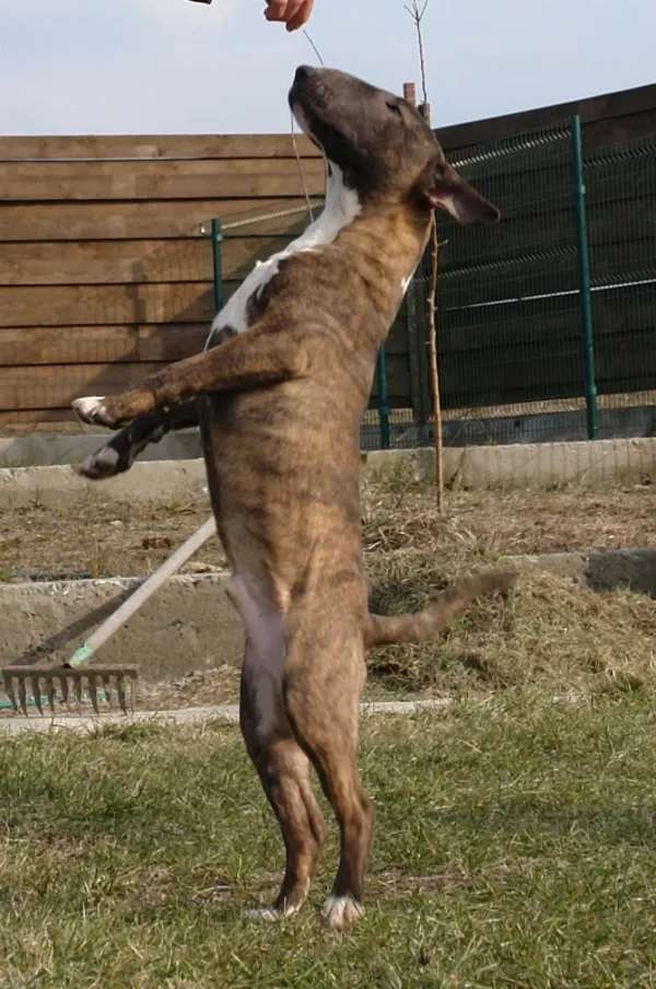 подрощенный щенок-кобель миниатюрного бультерьера 4