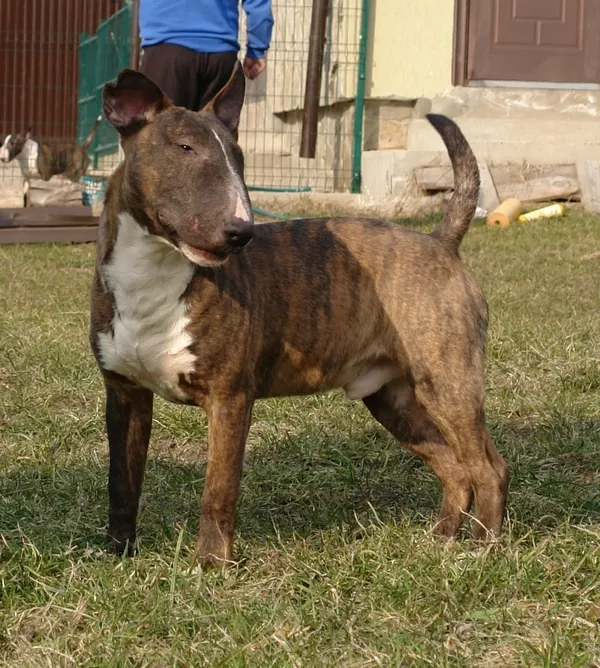 Мальчик Мини Бульки 3