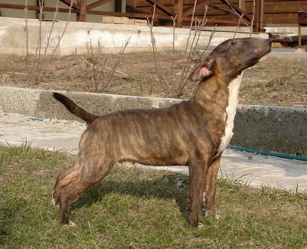 Мальчик Мини Бульки 4