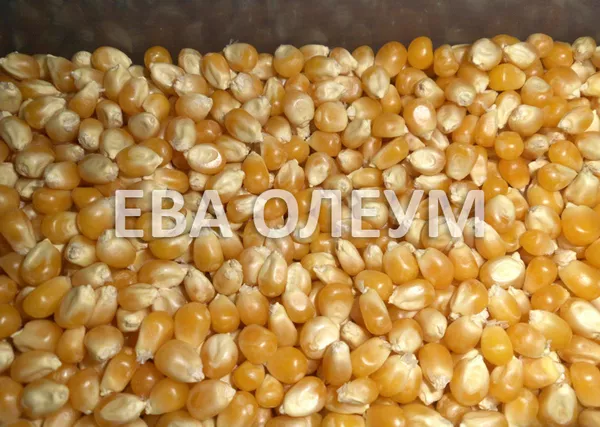 Услуги по сушке зерновых и бобовых культур