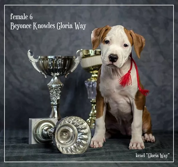 Отличные щенки амстаффа  3