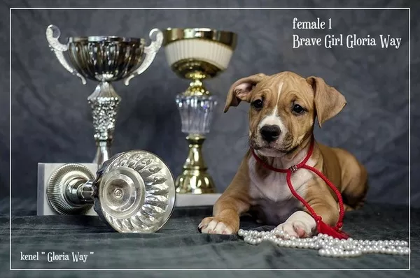 Отличные щенки амстаффа  4