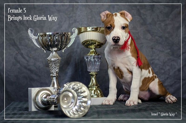 Отличные щенки амстаффа  5