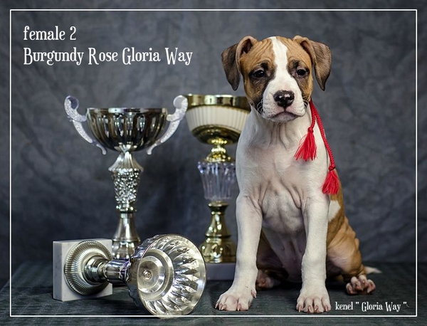 Отличные щенки амстаффа  6