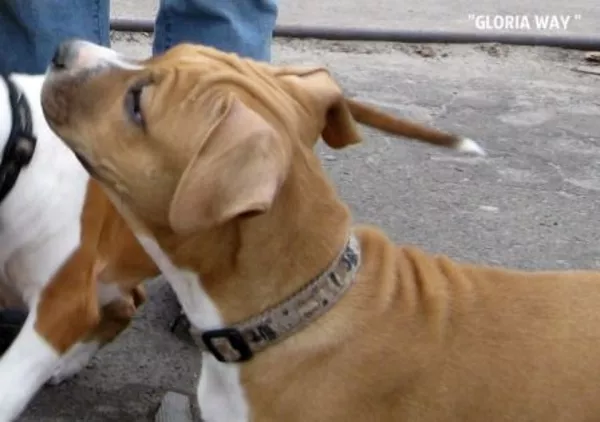 Чудо малыши Амстаффики 2