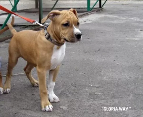 Чудо малыши Амстаффики 3