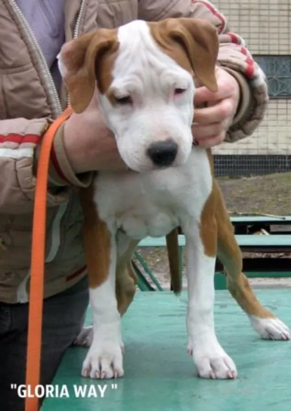 Чудо малыши Амстаффики 5