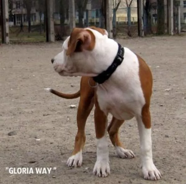 Чудо малыши Амстаффики 6