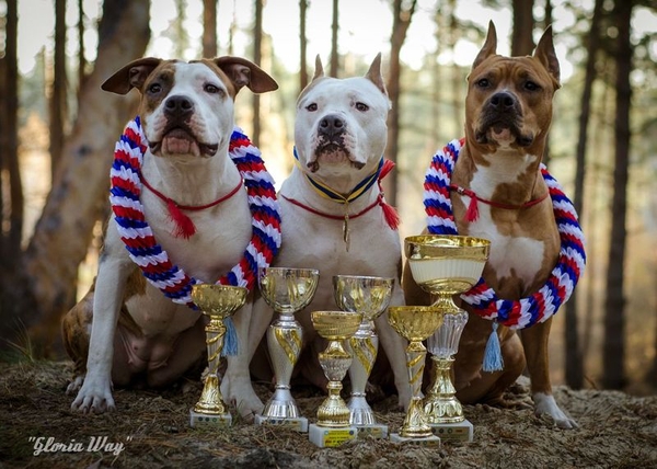 Отличные щенки амстаффа 