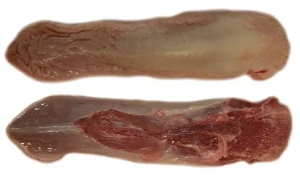 Продаем свиной язык оптом (Германия),  глубокой заморозки,  не обрезной.
