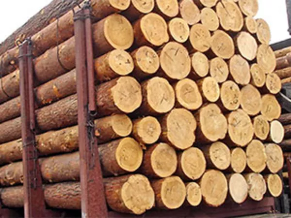 Продам лес кругляк с доставкой . Сосна
