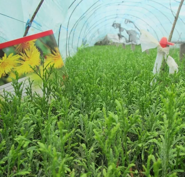 Укорененные черенки декоративных растений 2