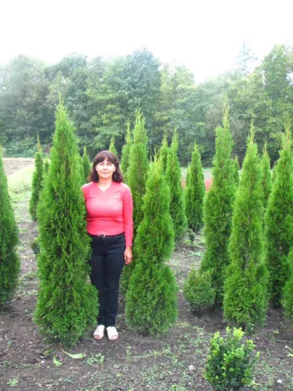 Туи для ландшафтного дизайна – недорого и качественно