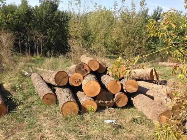 Продам дуб, кругляк от 32 см, 2й сорт, длина 3 метра, 30 куб.