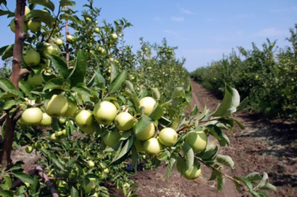 Продам участок 150 соток в Иванкове