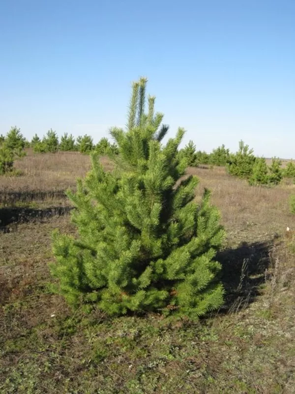 Новогодние душистые,  живые,  зеленые сосны от 180см до 220см