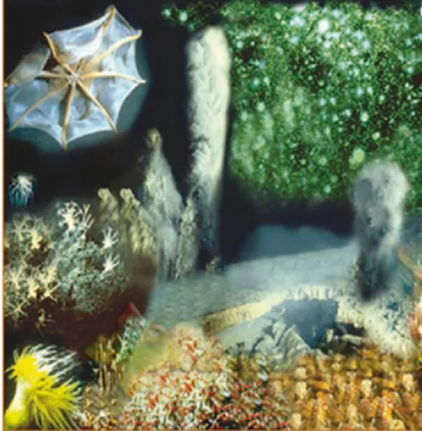 Abyssine, 5 грамм купить