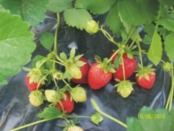 Продам саженци клубники