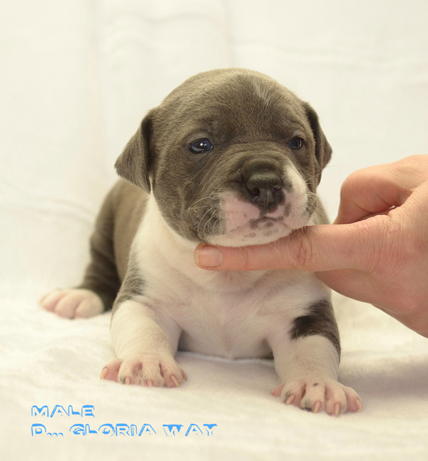 Восхитительный, породный Ам. Стаффорд терьер 2