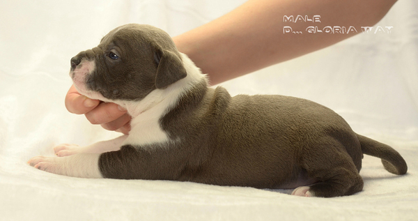 Восхитительный, породный Ам. Стаффорд терьер 4