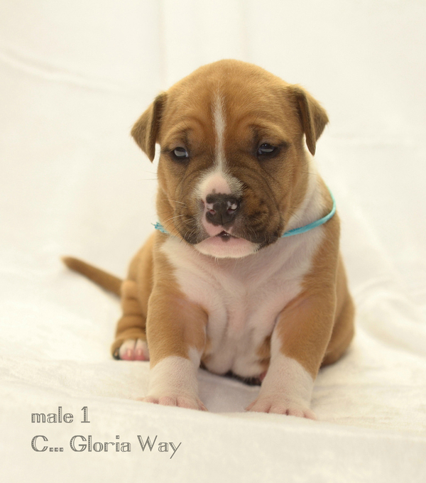 Малышата  амстаффа