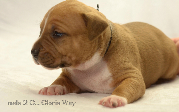 Малышата  амстаффа 2