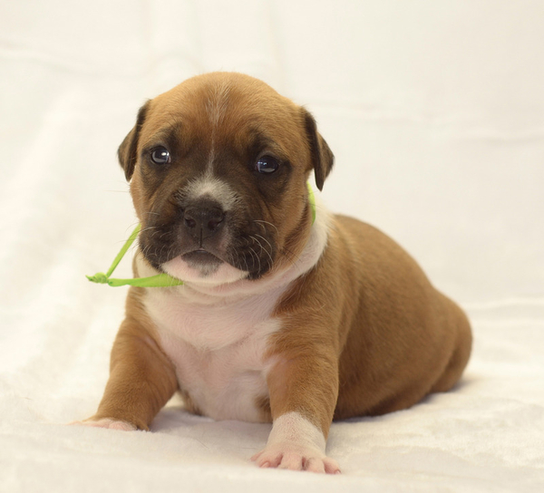 Малышата  амстаффа 3