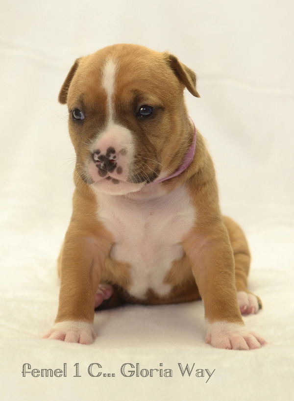 Малышата  амстаффа 4