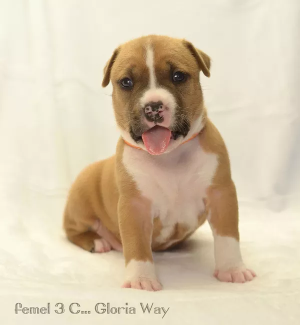 Малышата  амстаффа 5