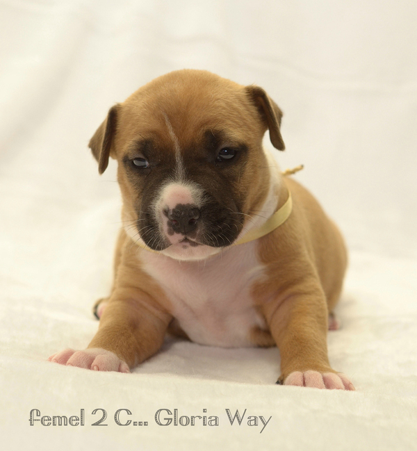 Малышата  амстаффа 6