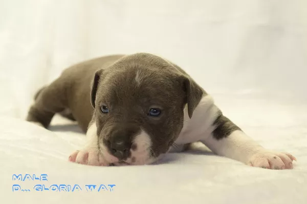 Замечательные щенки амстаффа