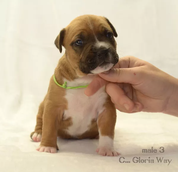 Замечательные щенки амстаффа 2