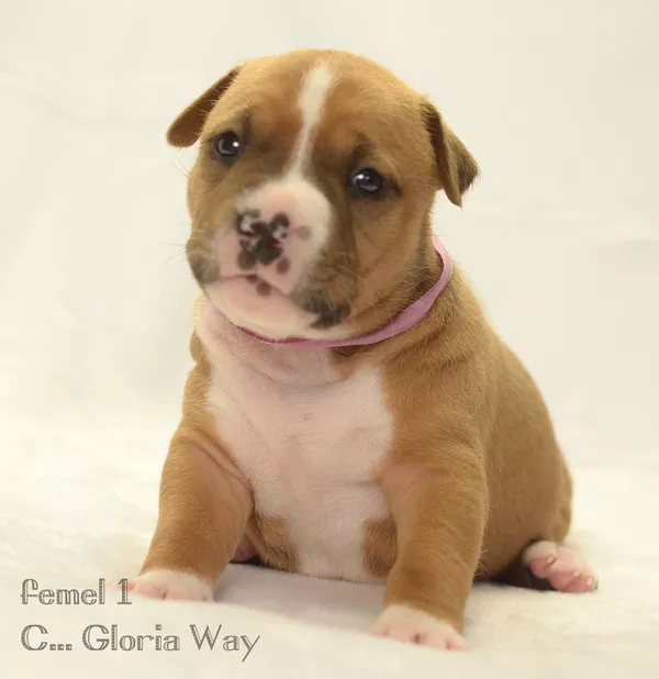 Замечательные щенки амстаффа 3