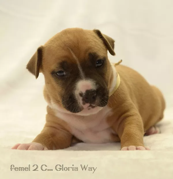 Замечательные щенки амстаффа 4