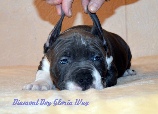 Красавец амстафф 2