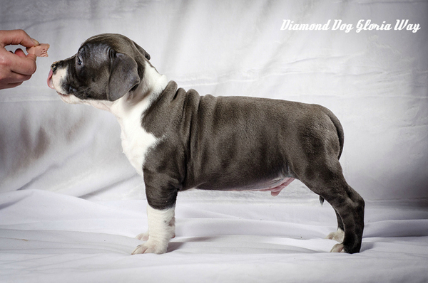 Красавец амстафф 3