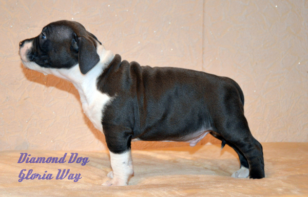 Красавец амстафф 4