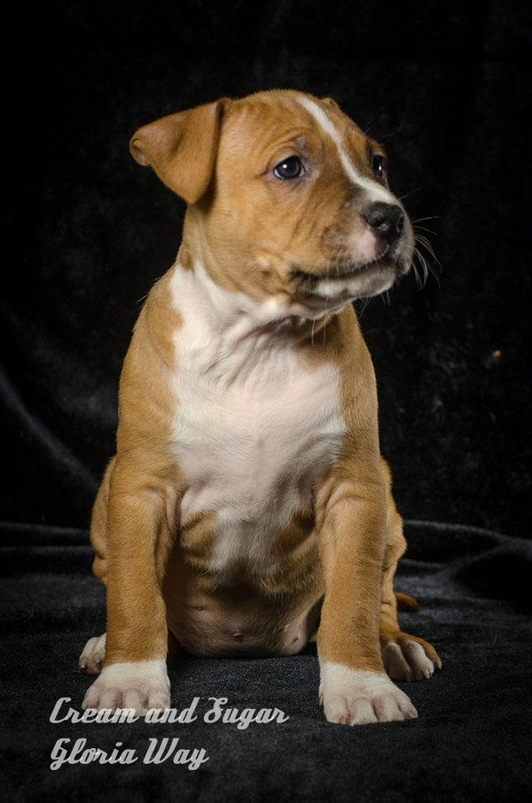 Девочки красавицы амстафф 2