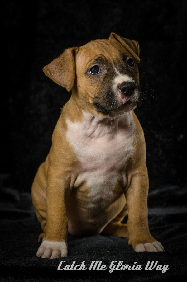 Девочки красавицы амстафф 3