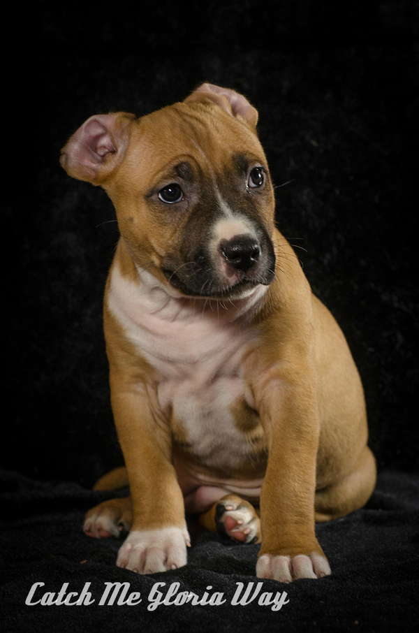 Девочки красавицы амстафф 4