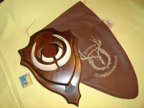 Охотничий VIP-трофей - клыки кабана секача(22х16см) на  медальоне. 