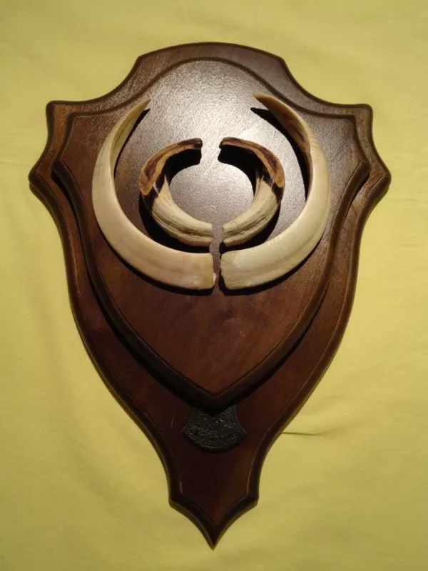 Охотничий VIP-трофей - клыки кабана секача(22х16см) на  медальоне.  2