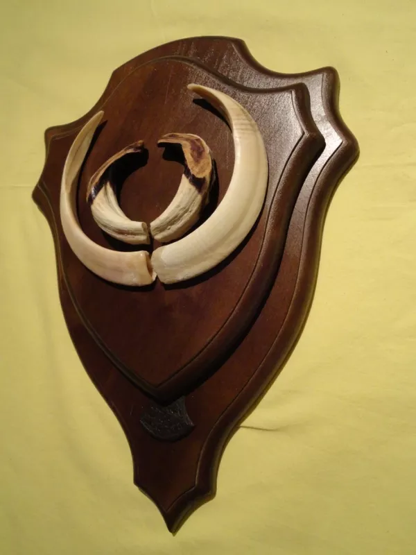 Охотничий VIP-трофей - клыки кабана секача(22х16см) на медальоне. 3