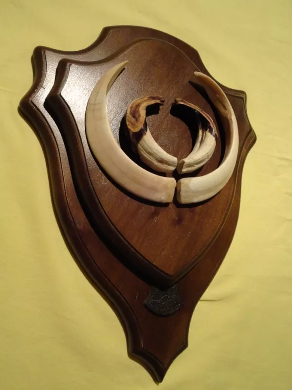 Охотничий VIP-трофей - клыки кабана секача(22х16см) на медальоне. 4