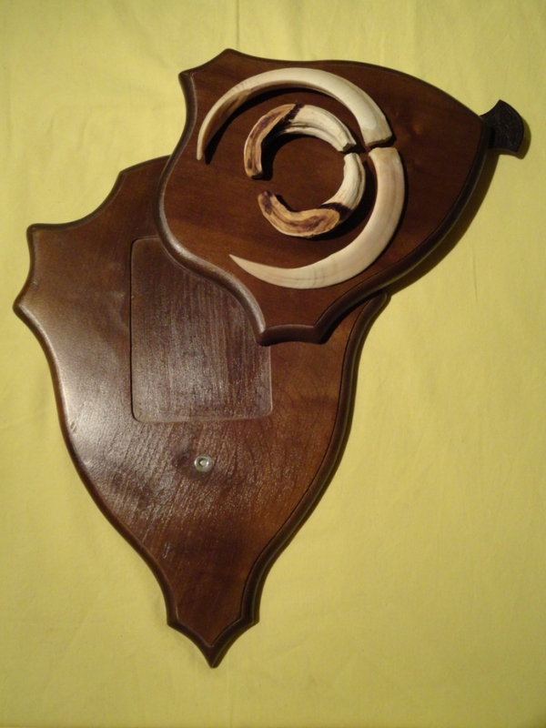 Охотничий VIP-трофей - клыки кабана секача(22х16см) на медальоне. 6