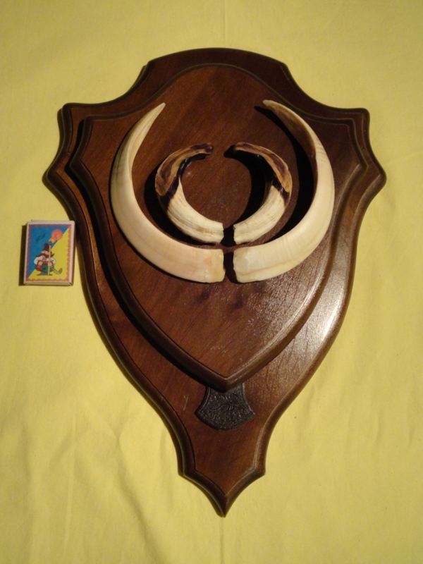 Охотничий VIP-трофей - клыки кабана секача(22х16см) на медальоне. 8