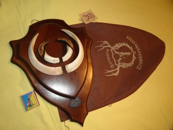 Охотничий VIP-трофей - клыки кабана секача(22х16см) на  медальоне.  9
