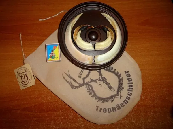 Охотничий VIP-трофей - клыки кабана секача(21, 5х14см) на медальоне.