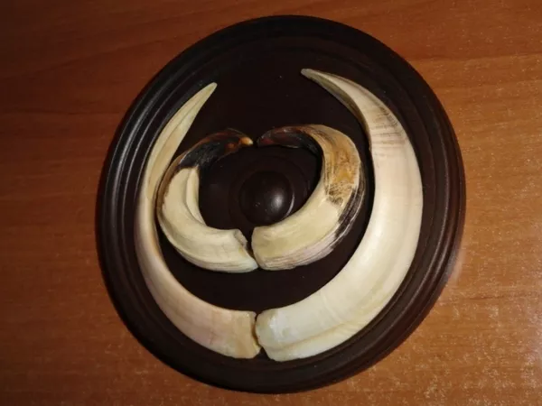 Охотничий VIP-трофей - клыки кабана секача(21, 5х14см) на медальоне. 2